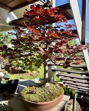 Bonsai blutbuche gebraucht kaufen  Wuppertal