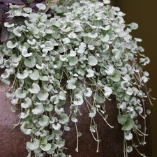 Dichondra sericea plug for sale  LONDON