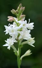 Polianthes tuberosa pearl for sale  CRAWLEY