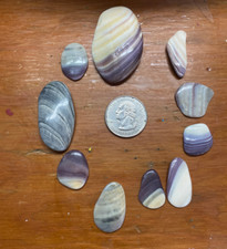Quahog shell wampum for sale  Lindenhurst