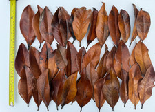 Magnolia grandiflora medium for sale  LEICESTER