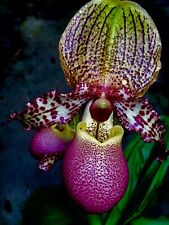 Paphiopedilum pinocchio dark gebraucht kaufen  Augsburg