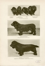 Field spaniel dogs for sale  COLEFORD