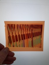 Large negative maybe for sale  BROMSGROVE