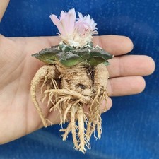 Ariocarpus retusus furfuraceus usato  Tramonti