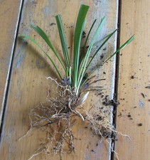 Monkey grass bare for sale  Lowell