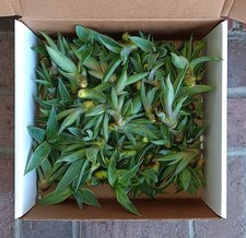 Agave desmettiana pups for sale  Los Angeles