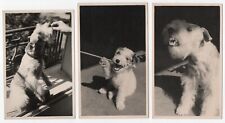 Photo anonyme tirages d'occasion  Avignon