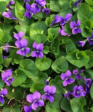 Violets sweet plants for sale  PENZANCE