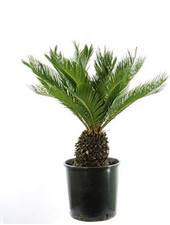 Cycas revoluta esemplari usato  Tropea