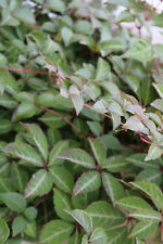 Chinese virginia creeper for sale  ROCHESTER