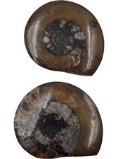 Unbranded polished fossil for sale  DARTFORD