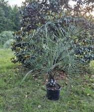 Blue butia odorata for sale  Tallahassee
