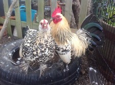 Sabelpoot booted bantam for sale  SLEAFORD