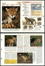 Jaguar mammals wildlife for sale  SLEAFORD