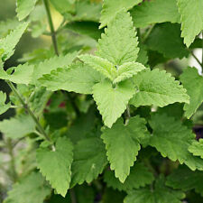 Catnip seeds heirloom for sale  Fort Bragg