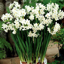 Narcissus paperwhite indoor for sale  UK