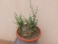 Prebonsai olivastro vallata usato  Staiti