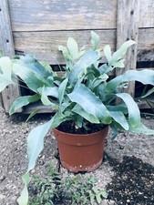 Blue star fern for sale  ASHBOURNE