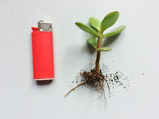 Crassula vata geldbaum gebraucht kaufen  Neustrelitz-Umland