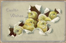 Easter hatching chicks for sale  Saco