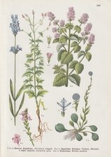 Kugelblume eisenkraut lavendel gebraucht kaufen Kugelblume eisenkraut lavendel gebraucht kaufen  Kassel
