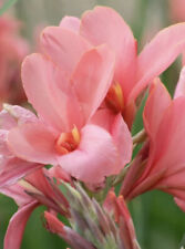 Canna pink bulbs for sale  Jasper