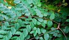Kentucky coffee tree for sale  Russell