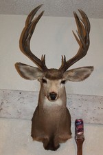 Tall high mule for sale  Brandon