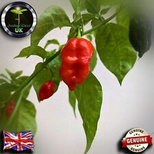 Dorset naga pepper for sale  SLEAFORD