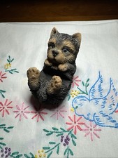 Yorkie terrier dog for sale  Phoenix