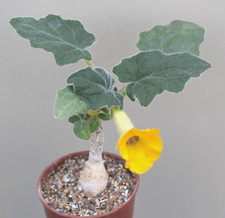 Uncarina roeosliana caudicifor for sale  WALTON ON THE NAZE