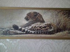 Tigerbilder gebraucht kaufen  Berlin
