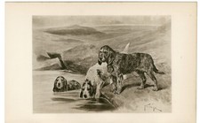 Otterhound rare 1904 for sale  COLEFORD