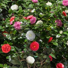 Kamelie camellia japonica gebraucht kaufen  Düsseldorf