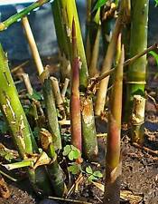 bambou fargesia robusta d'occasion bambou fargesia robusta d'occasion Sabres