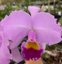 Cattleya orchid trianea for sale  Mountain View