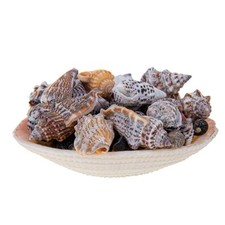 Set conchiglie assortite usato  Massa di Somma
