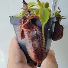 Nepenthes hamata lowii for sale  Woodbridge