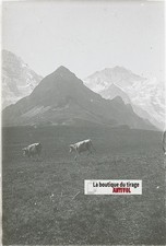 Vaches alpes stéréo d'occasion  Grenade