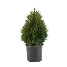 Giant arborvitae 2.25 for sale  Saint James