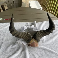 Real red hartebeest for sale  Osceola