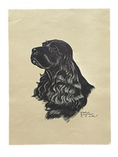 Black cocker spaniel for sale  Saint Louis