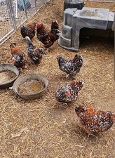 Jubilee orpington hatching for sale  Benton