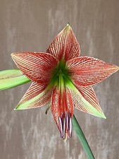 Hippeastrum exotic star usato  Bagnoregio
