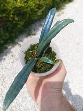 Microsorum thaialandicum usato  Massa di Somma