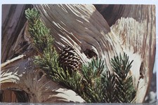 bristlecone pine for sale  Wilmington