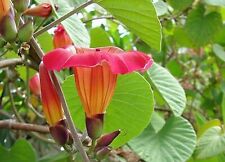 Stictocardia hawaiian sunset for sale  Bowling Green