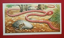 Giant earthworm illustrated for sale  DERBY