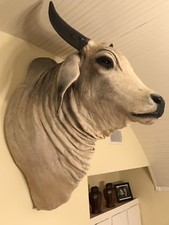 Taxidermy stuffed brahman for sale  Anna